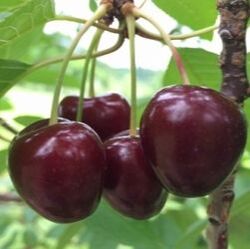 Picture of ulster cherries growing on tree