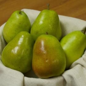 Picture of anjou pear