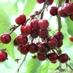 Picture of hartland cherries on tree