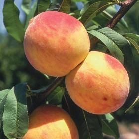 Picture of reliance peach
