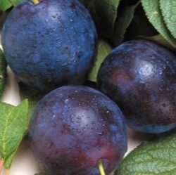 Picture of bluebyrd plum
