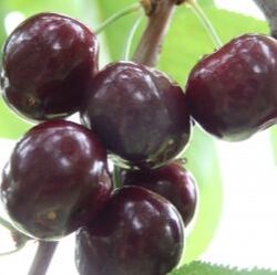 Picture of royalton cherries on tree