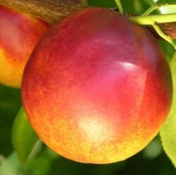 Picture of redgold nectarine