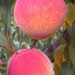 Picture of encore peach
