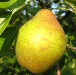 Picture of magness pear