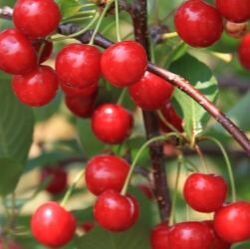 Picture of danube cherries growing on tree