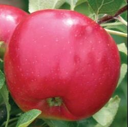 Picture of Redfree apple
