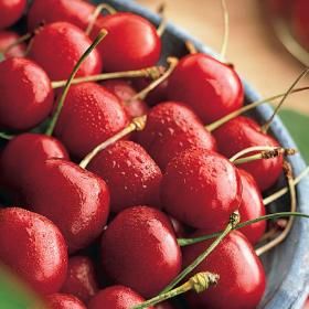 Picture of balaton cherries in dish