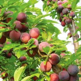 Picture of methley plum