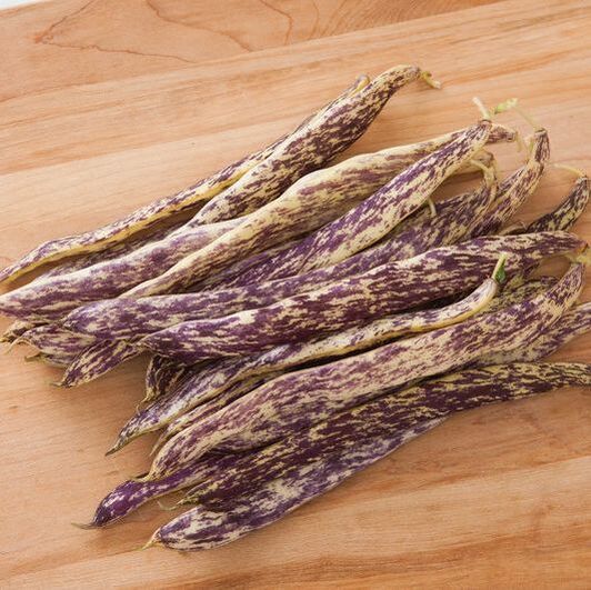 Picture of purple mottled bush bean