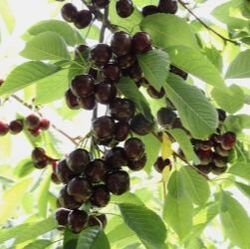 Picture of Blackgold cherries growing on tree