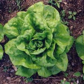 Picture of a bibb head lettuce growing