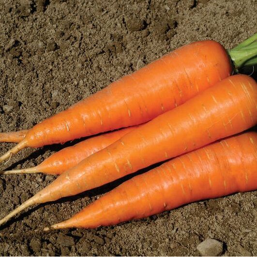 Picture of orange carrots