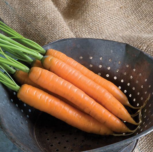Picture of carrots in a colander 