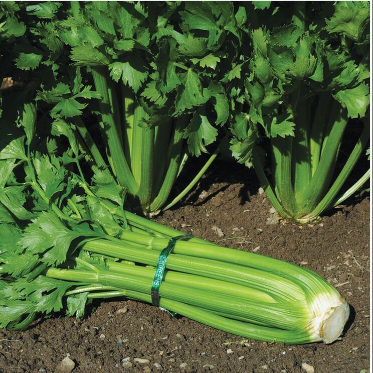 Picture of celery plant