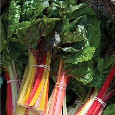 Picture of multi colored swiss chard