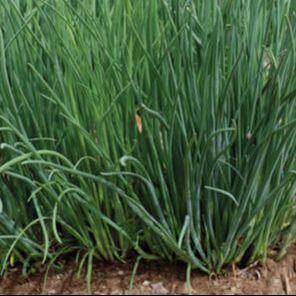 Picture of chive plant
