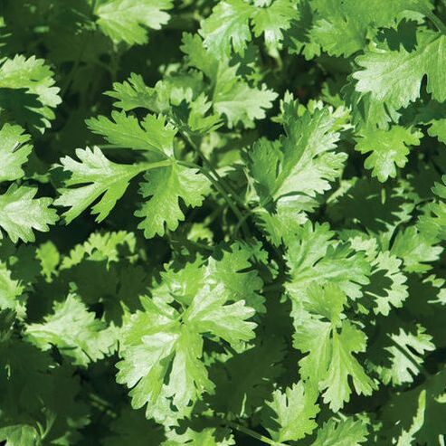 Picture of cilantro