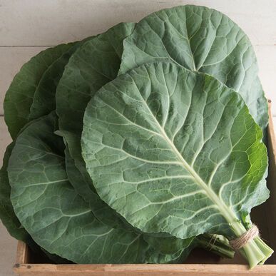 Picture of collard greens