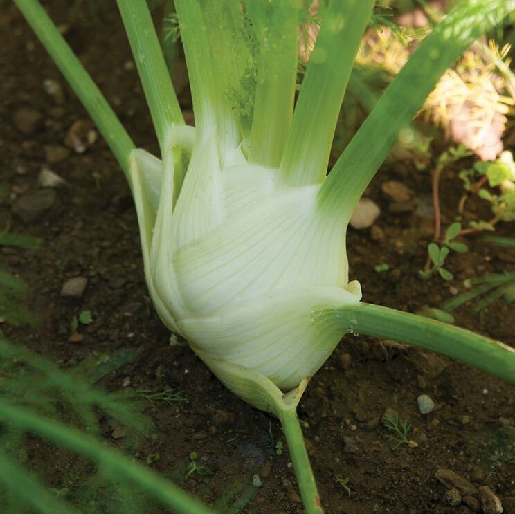 Picture of fennel plant 