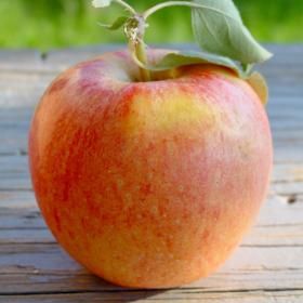 Picture of gala apple
