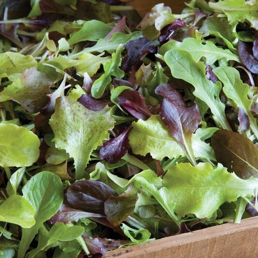 Picture baby salad greens in a harvest bin
