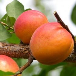 Picture of harogem apricot
