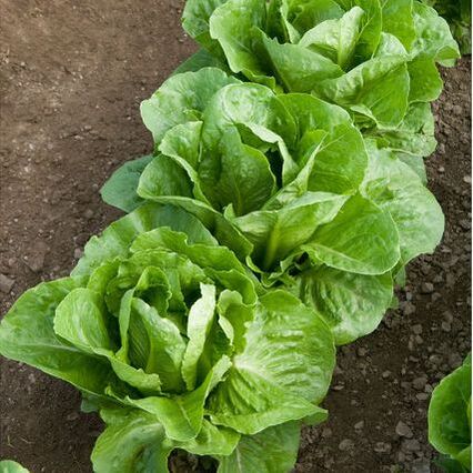 Picture of romaine head lettuce growing in a row