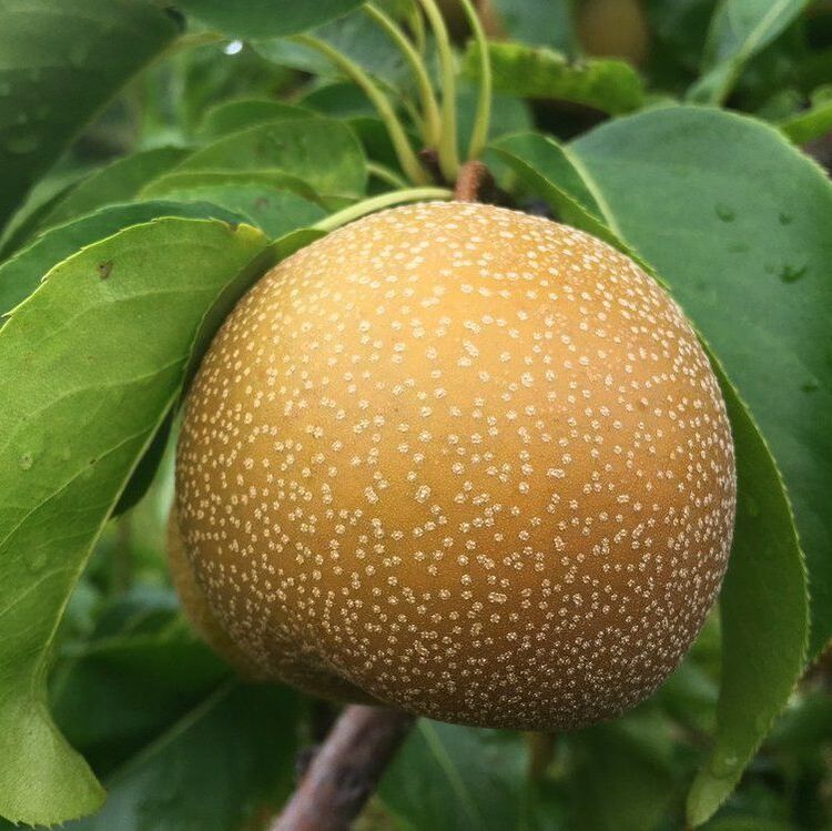 Picture of hosui pear