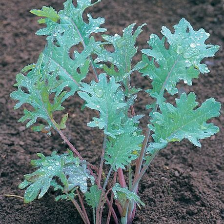 Picture of red russian kale