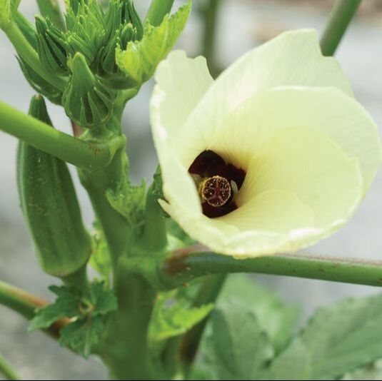 Picture of okra plant