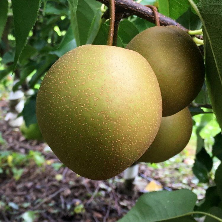 Picture of shinseki pear