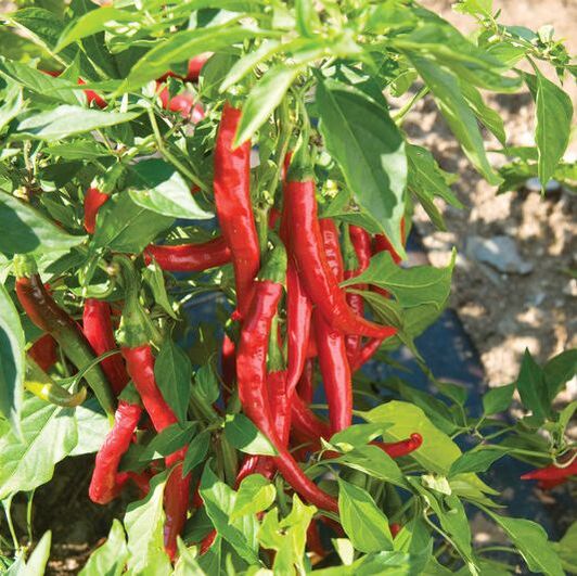 Picture of red cayenne peppers growing on a plant