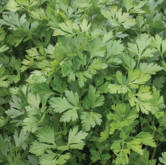 Picture of parsley plant