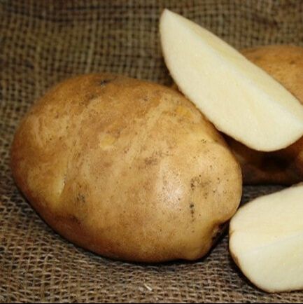 Picture of kathadin potato
