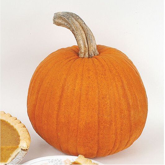 Picture of pie pumpkin