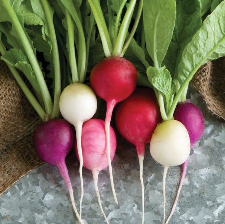 Picture of round radishes of various colors: white, red, pink
