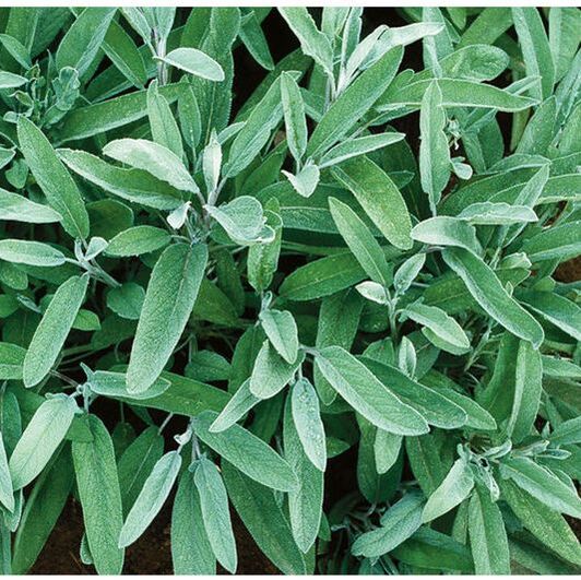 Picture of sage plant