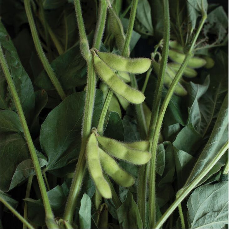 Picture of Soybeans 