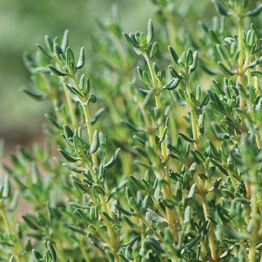 Picture of thyme plant