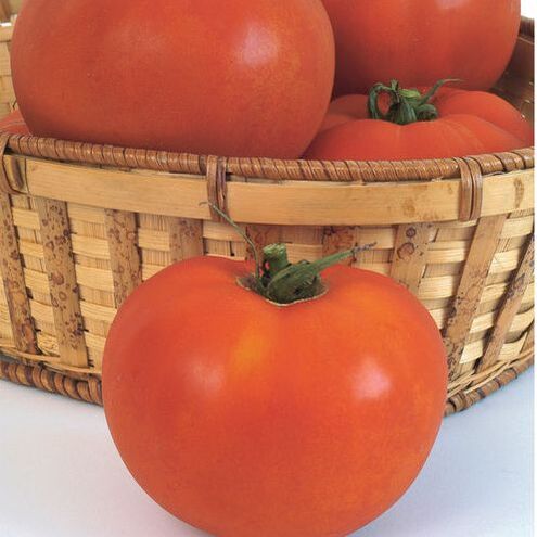 Picture of tomatoes in a basket