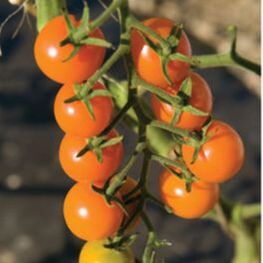 Picture of orange cherry tomatoes on vine