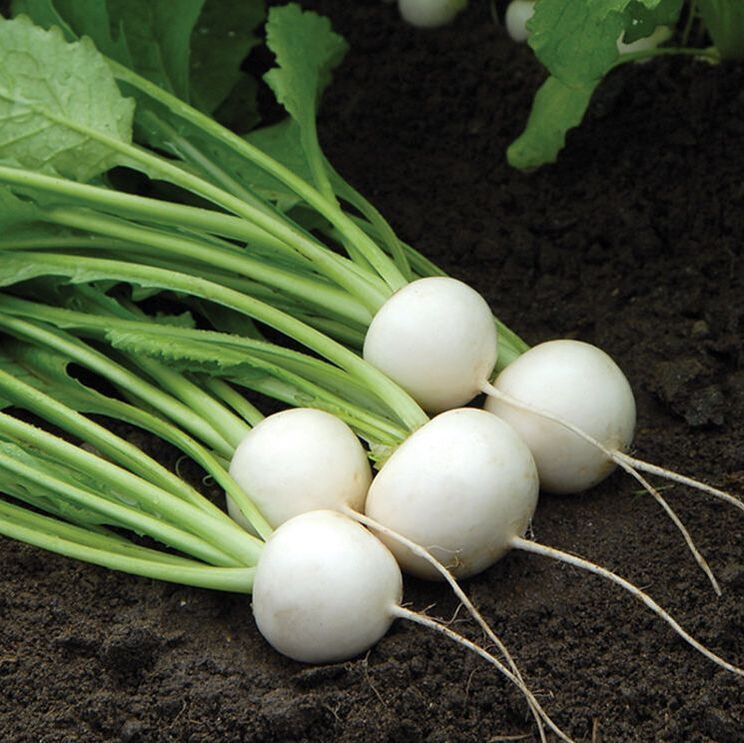 Picture of round white turnip