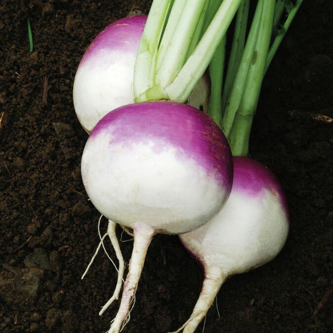 Picture purple top white globe turnip