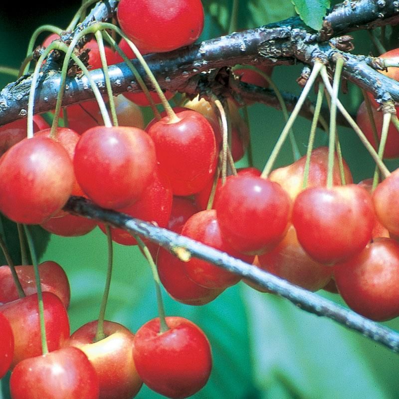 Picture of whitegold cherries on tree