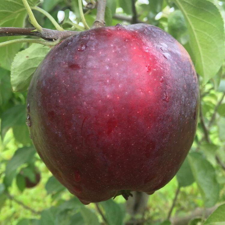 Picture of williams pride apple