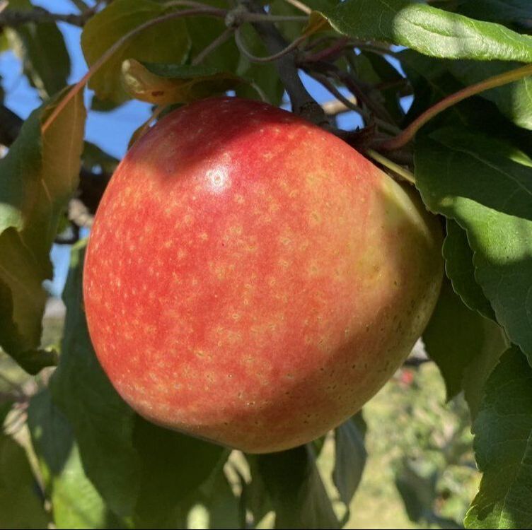 Picture of zestar! apple