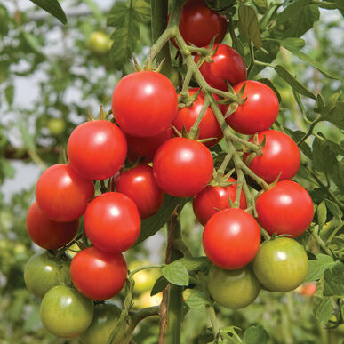 Picture of red grape tomato growing on vine